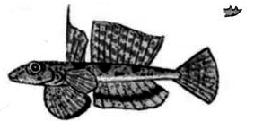 Callionymus Claves_fasciatus